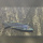 Buccochromis Spectabilis