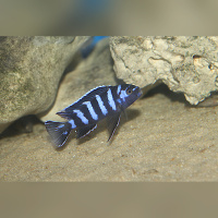 Chindongo Demasoni DNZ