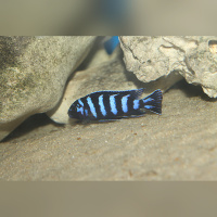 Chindongo Demasoni DNZ