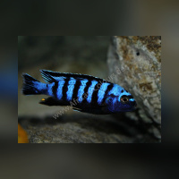 Chindongo Saulosi Männlich 4-6 cm Wildfangnachzucht