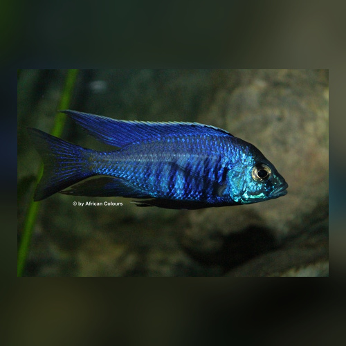 Copadichromis Azureus DNZ