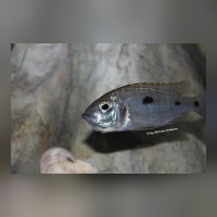 Copadichromis Azureus DNZ