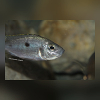Copadichromis Azureus DNZ