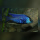 Copadichromis Azureus DNZ
