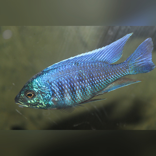 Copadichromis No Spot Undu DNZ
