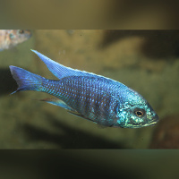 Copadichromis No Spot Undu DNZ