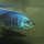Copadichromis No Spot Undu DNZ