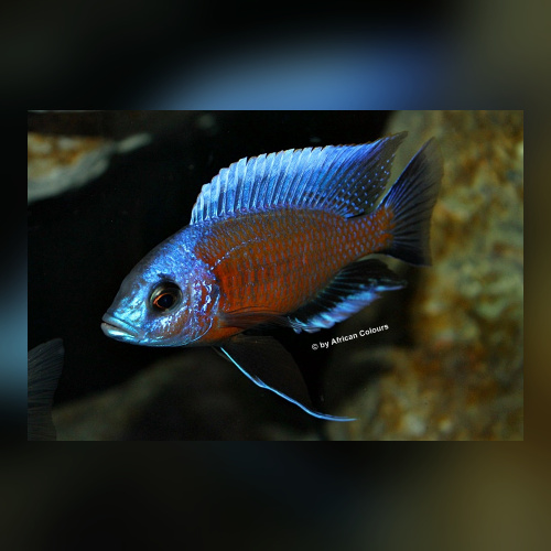 Copadichromis Borleyi Kadango Red Fin