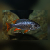 Copadichromis Borleyi Kadango Red Fin