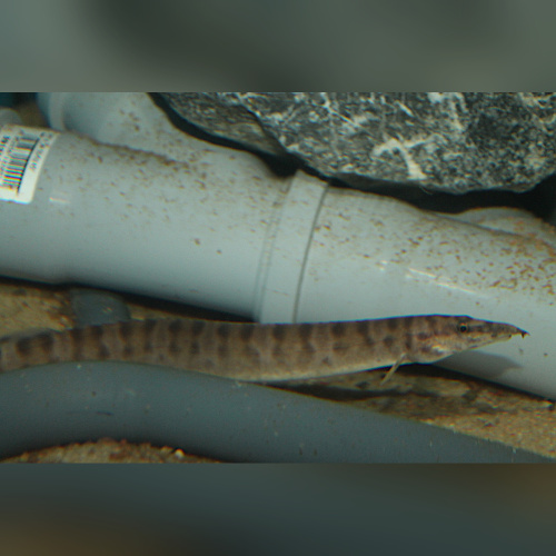 Mastecembelus Ellipsifer