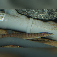 Mastecembelus Ellipsifer