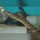 Mastecembelus Ellipsifer