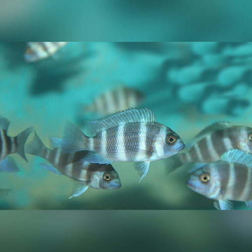 Cyphotilapia Frontosa Blue Zaire Moba RARE !