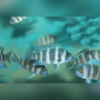 Cyphotilapia Frontosa Blue Zaire Moba RARE !