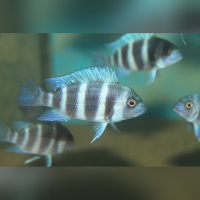 Cyphotilapia Frontosa Blue Zaire Moba RARE !