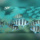 Cyphotilapia Frontosa Blue Zaire Moba RARE !