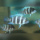 Cyphotilapia Frontosa Blue Zaire Moba RARE !