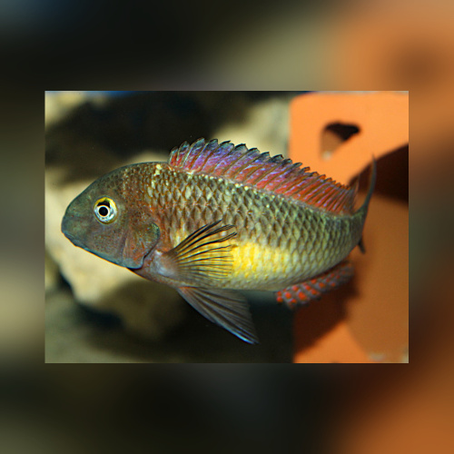Tropheus Red Rainbow WFNZ/WF