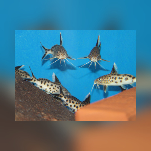 Synodontis Petricola DNZ