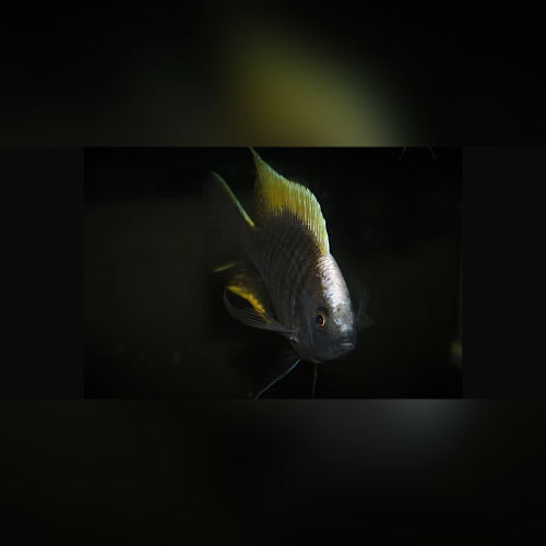 Copadichromis Geertsi Gome WF