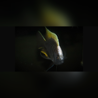 Copadichromis Geertsi Gome WF