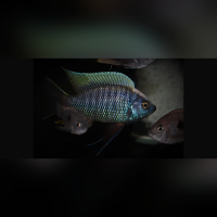 Copadichromis Geertsi Gome WF