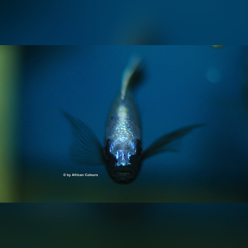 Copadichromis Trevawasae Likoma WF