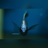 Copadichromis Trevawasae Likoma WF