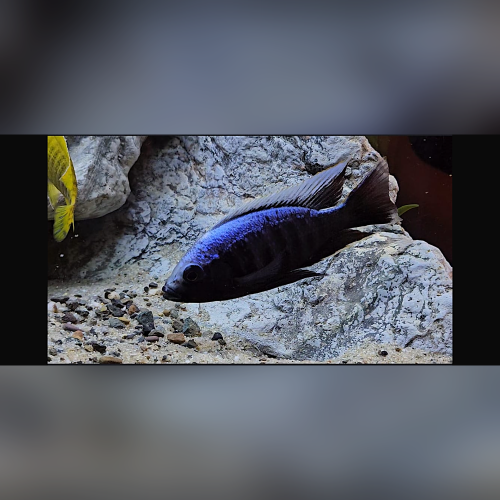 Copadichromis Trevawasae Msisi WF