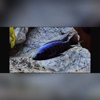Copadichromis Trevawasae Msisi WF