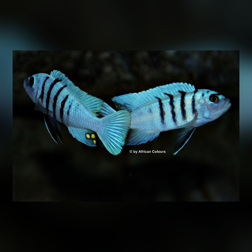 Cynotilapia sp. Galileyareef „Hara“DNZ