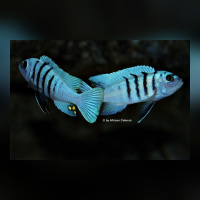 Cynotilapia sp. Galileyareef „Hara“DNZ