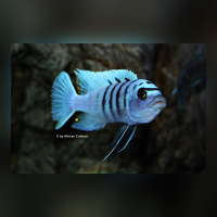 Cynotilapia sp. Galileyareef „Hara“DNZ