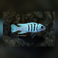 Cynotilapia sp. Galileyareef „Hara“DNZ