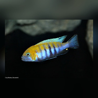 Cynotilapia Zebroides Cobue WFNZ