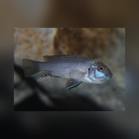 Cynotilapia Zebroides Cobue WFNZ