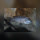 Cynotilapia Zebroides Cobue WFNZ