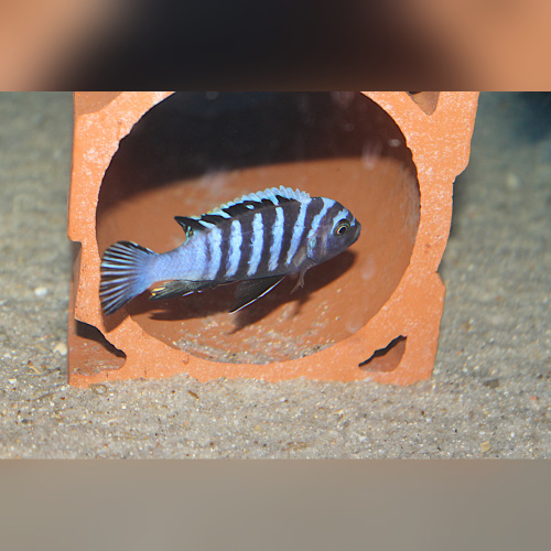 Cynotilapia Zebroides Hai Reef  WFNZ