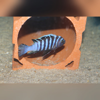Cynotilapia Zebroides Hai Reef  WFNZ