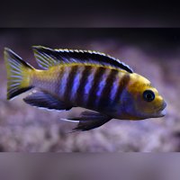 Cynotilapia Lion Manda WFNZ