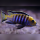 Cynotilapia Lion Manda WFNZ