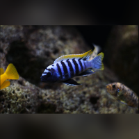 Cynotilapia Zebroides Luhuchi WFNZ