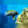 Cynotilapia Zebroides Jalo Reef