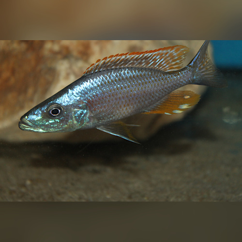 Dimidochromis Compressiceps Gold WFNZ