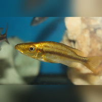 Dimidochromis Compressiceps Gold WFNZ