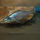 Dimidochromis Compressiceps Gold WFNZ
