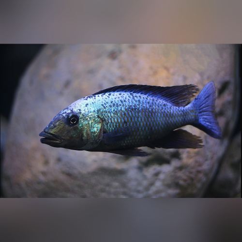 Fossorochromis Rostratus
