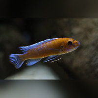 Labeotropheus Trevawasae Chilumba WFNZ