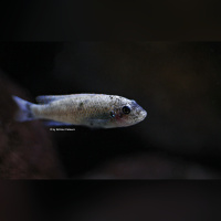 Labeotropheus Trevawasae Chilumba WFNZ
