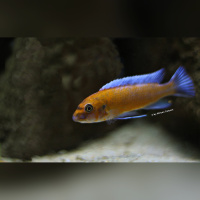 Labeotropheus Trevawasae Chilumba WFNZ